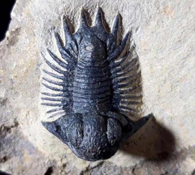 Acanthopyge (Lobopyge) bassei CHATTERTON & GIBB 2010 - Bild © FossNet FossilienStore
